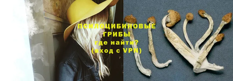 продажа наркотиков  Лениногорск  Псилоцибиновые грибы Psilocybe 